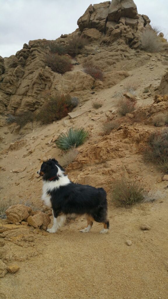 Hidden Passage Dog Friendly Hiking Trails