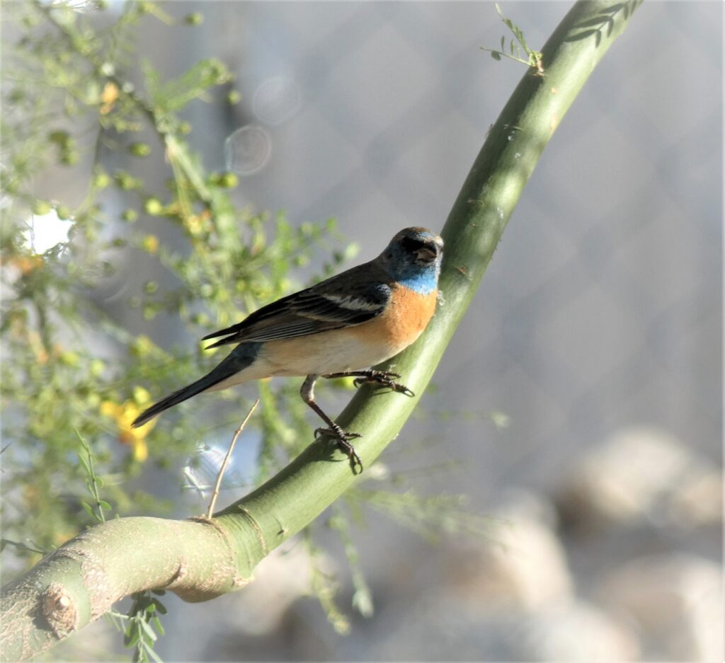 Famous Bird Watching