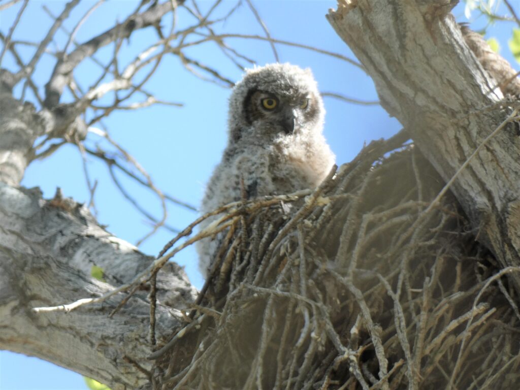 Baby owl spotted at the Big Morongo Preserve